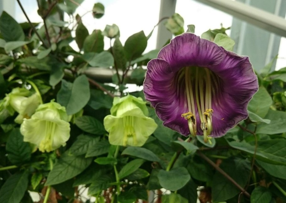 Лиана кобея лазающая