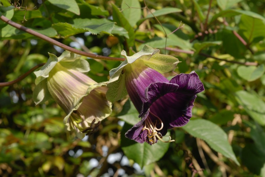 Кобея фиолетовая