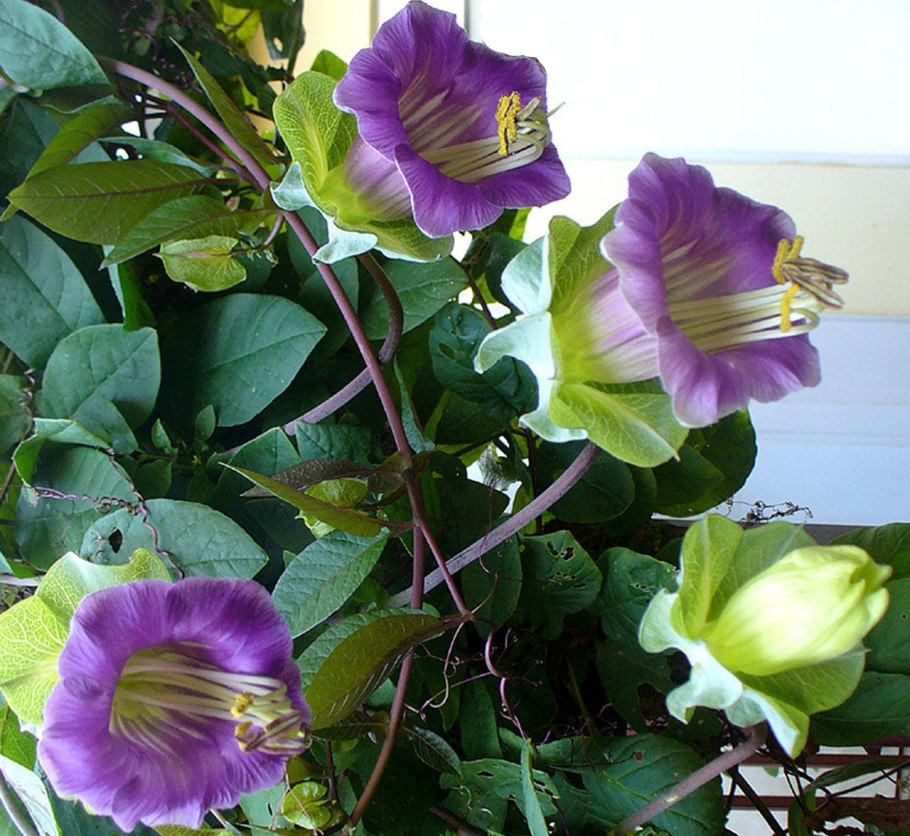 Кобея лазающая