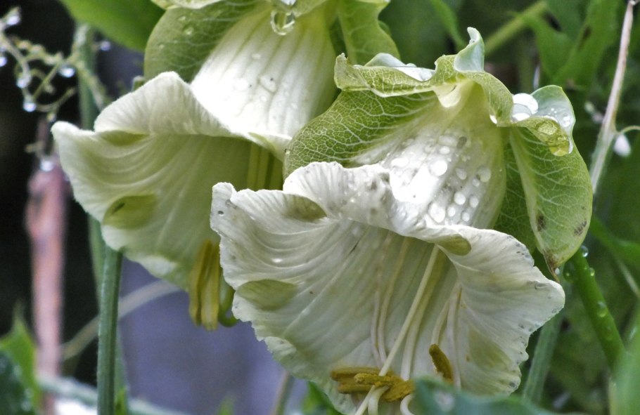 Вьюн Азарина лазающая