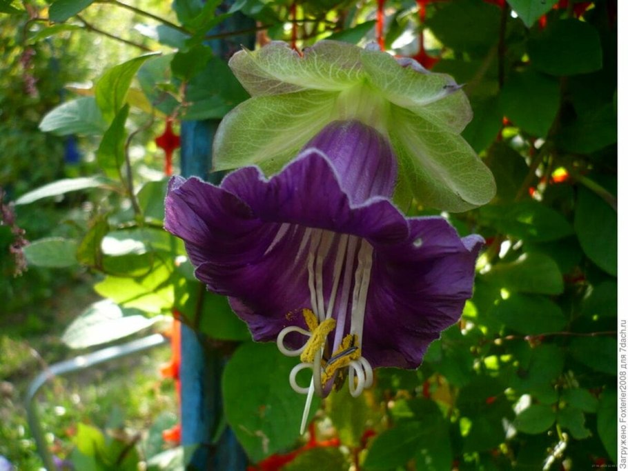 Кобея лазающая