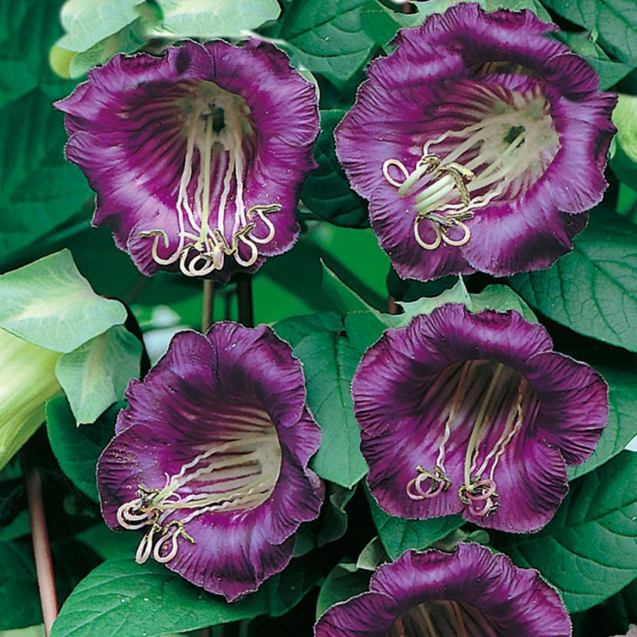 Лиана кобея