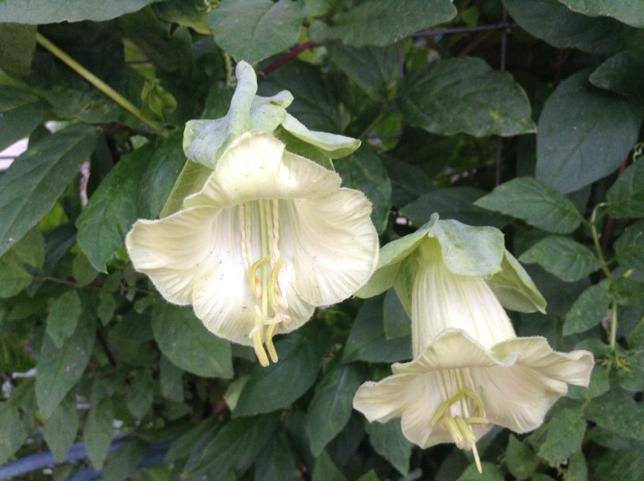 Лиана кобея