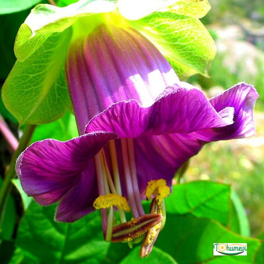 Лиана кобея лазающая