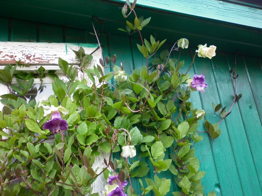 Цветок кобея