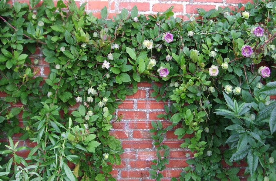 Кобея жених и невеста