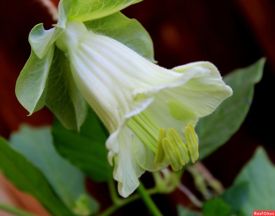 Кобея лазающая винно-белая