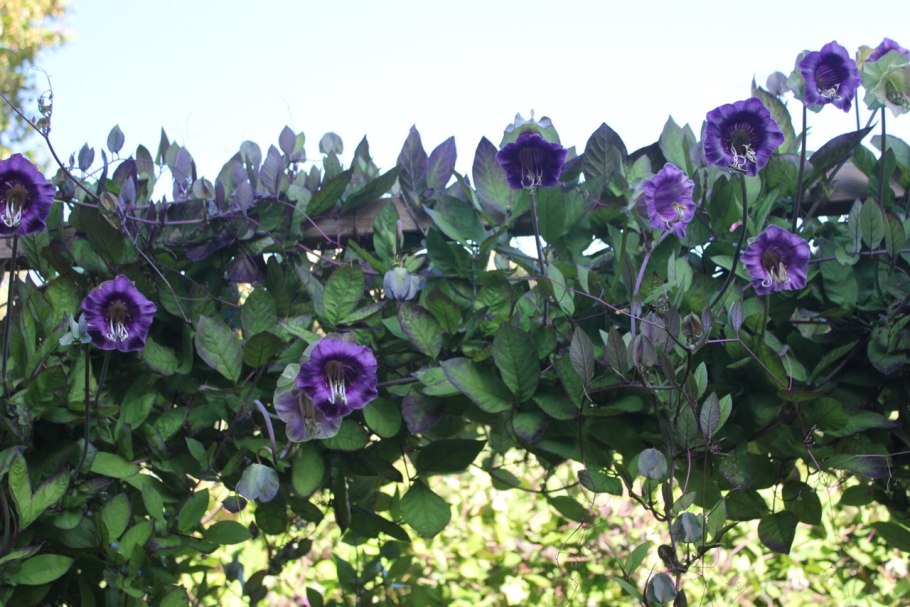 Кобея Сканденс