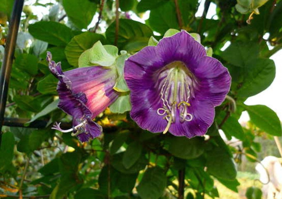 Цветок Лиана кобея кобея