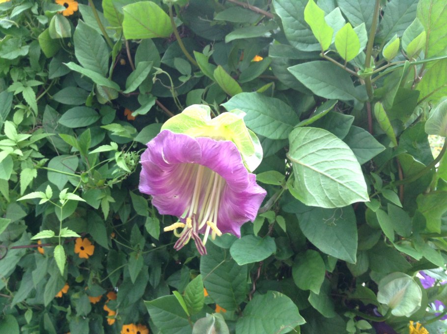 Кобея "сады России" фиолетовая