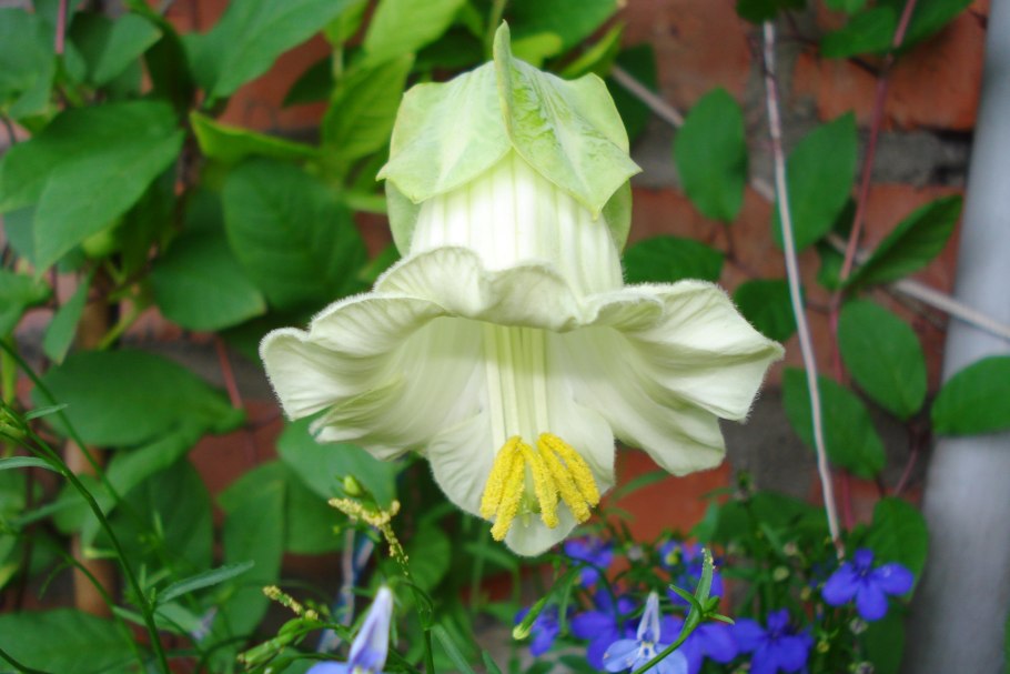 Кобея лазающая белая