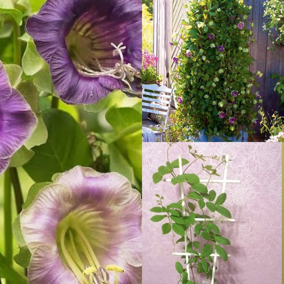 Кобея семена