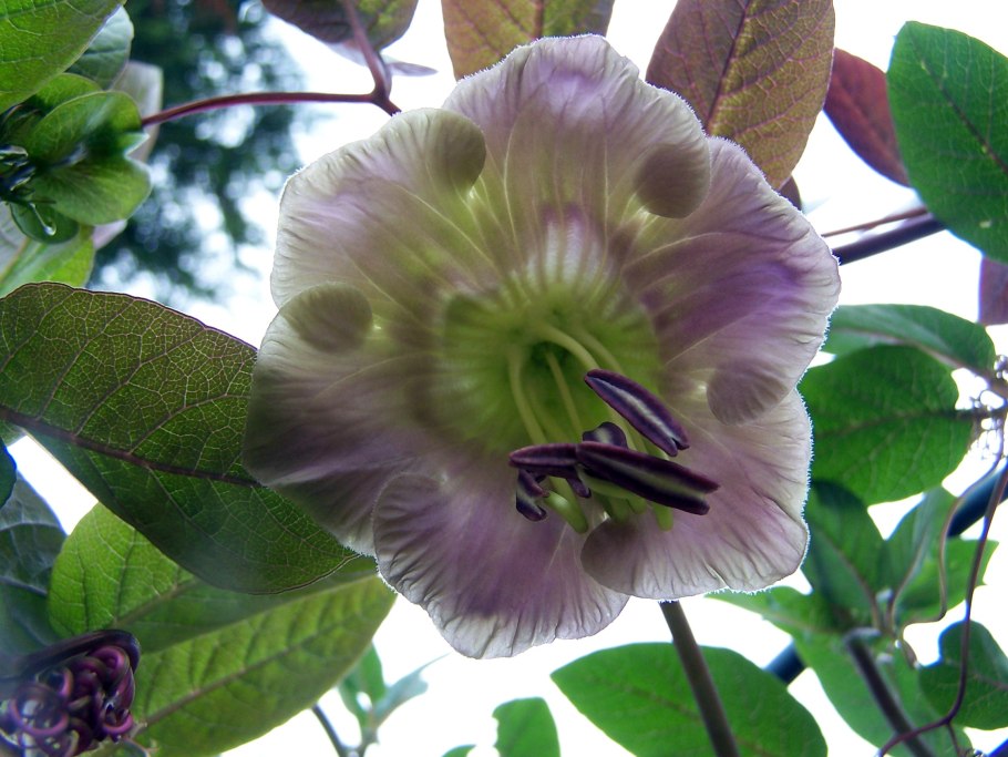 Кобея лазающая