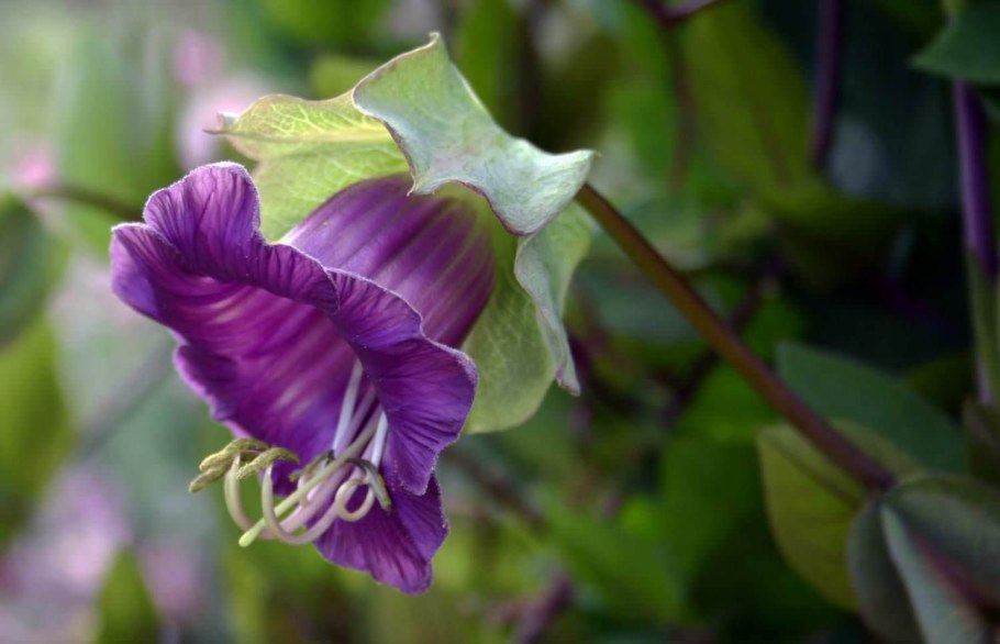 Cobaea Scandens