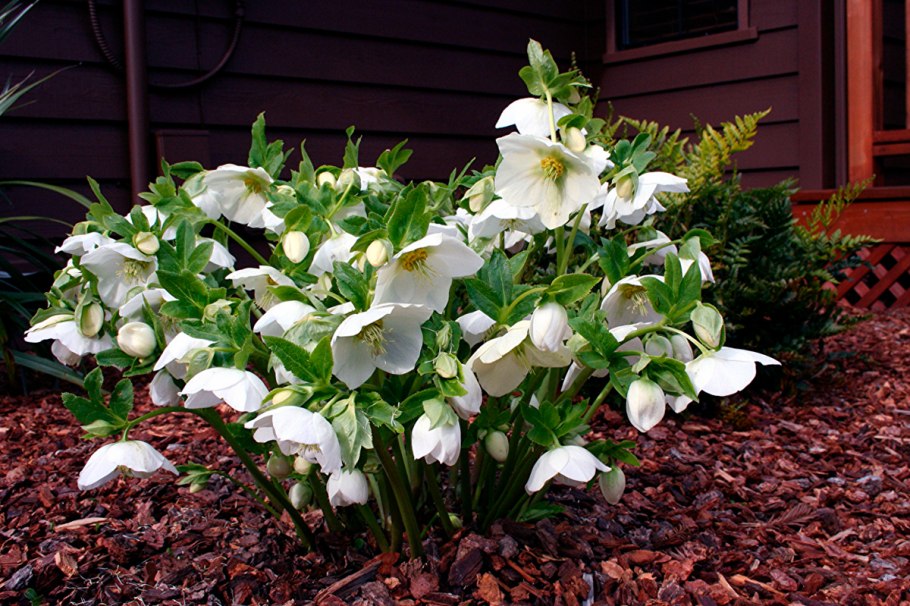 Морозник Винтербеллс