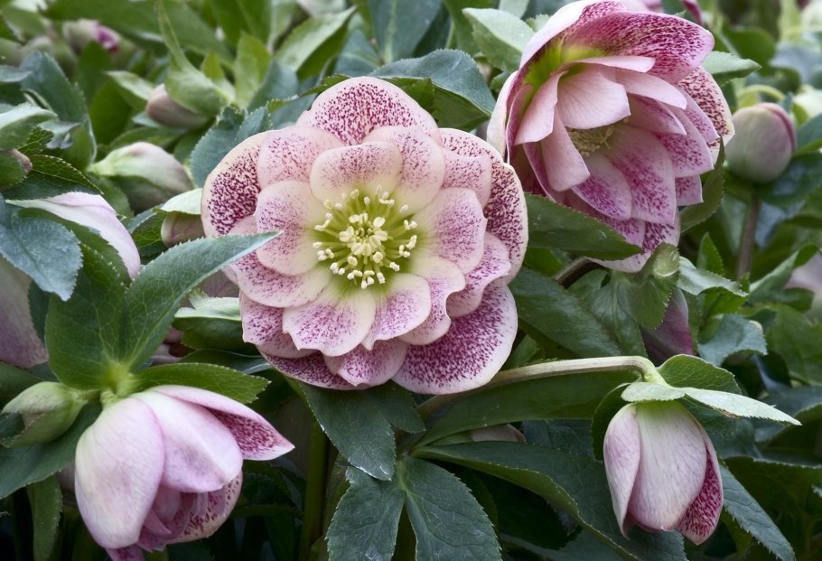 Морозник Восточный