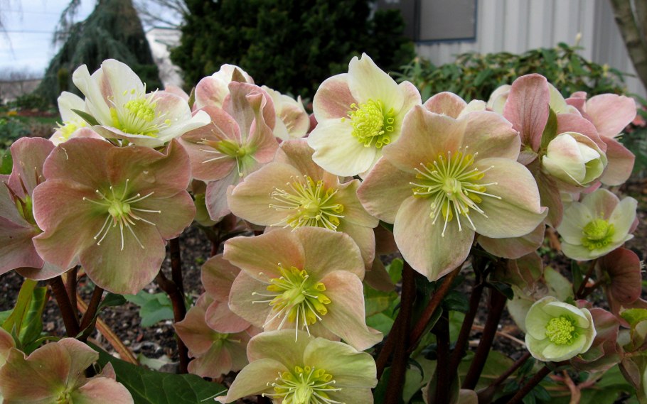 Морозник растение