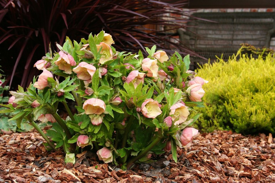 Морозник цветок