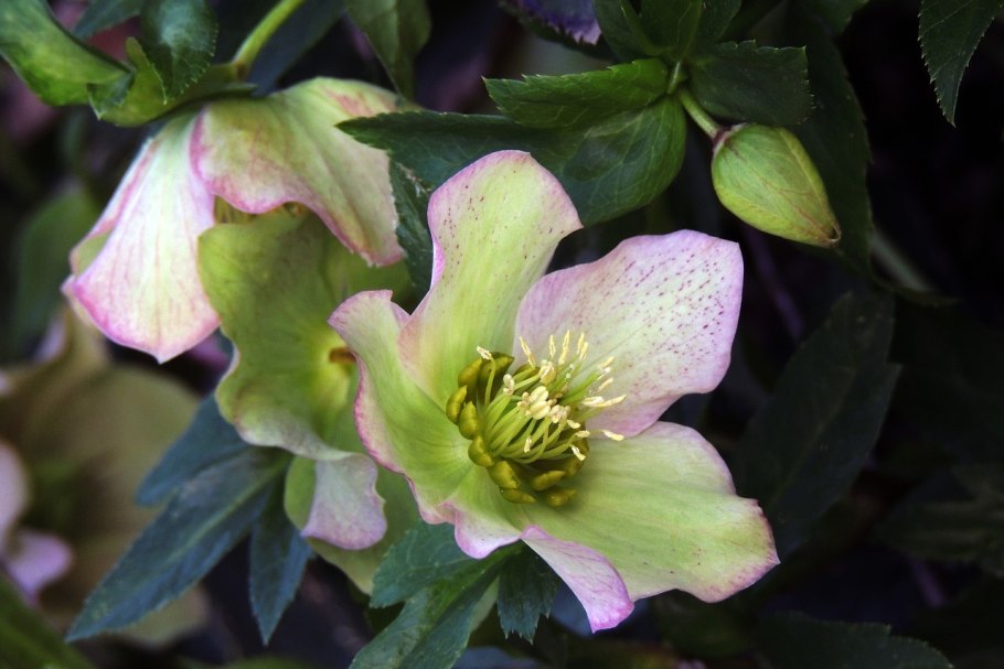 Морозник Helleborus