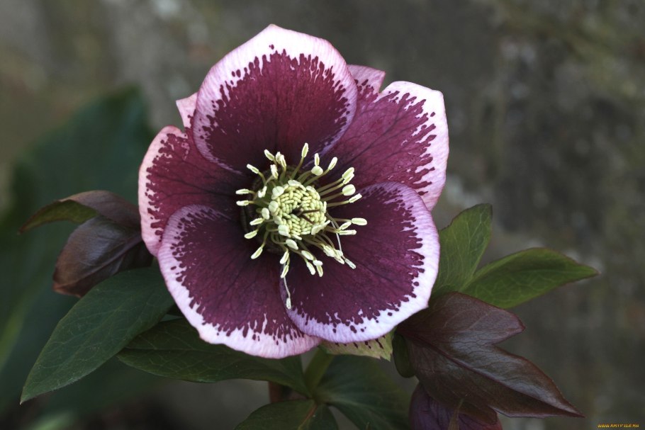 Морозник orientalis