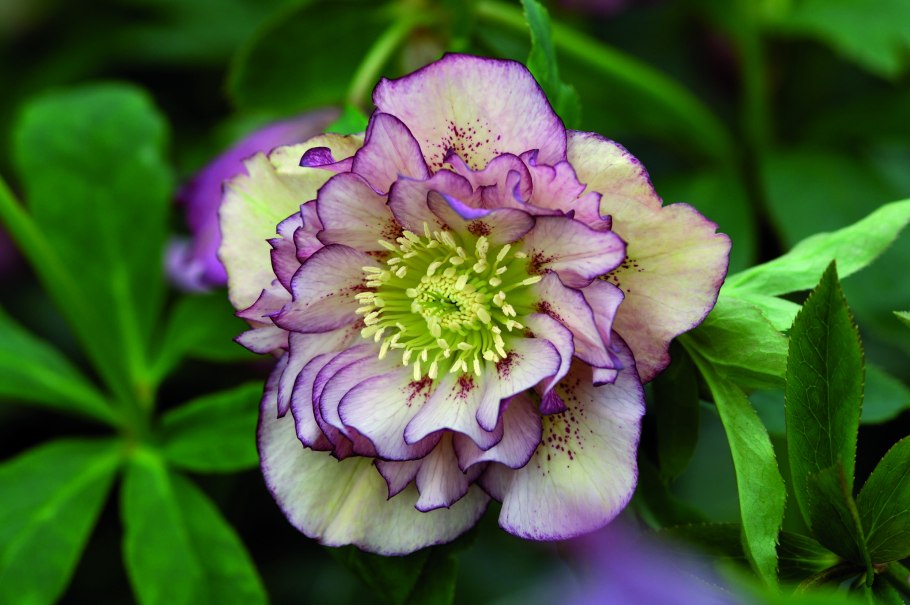 Морозник Double Ellen Picotee (Дабл Эллен Пикоти)