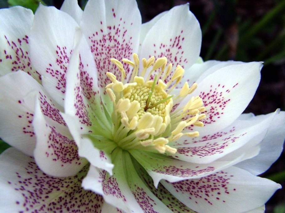 Геллеборус цветок