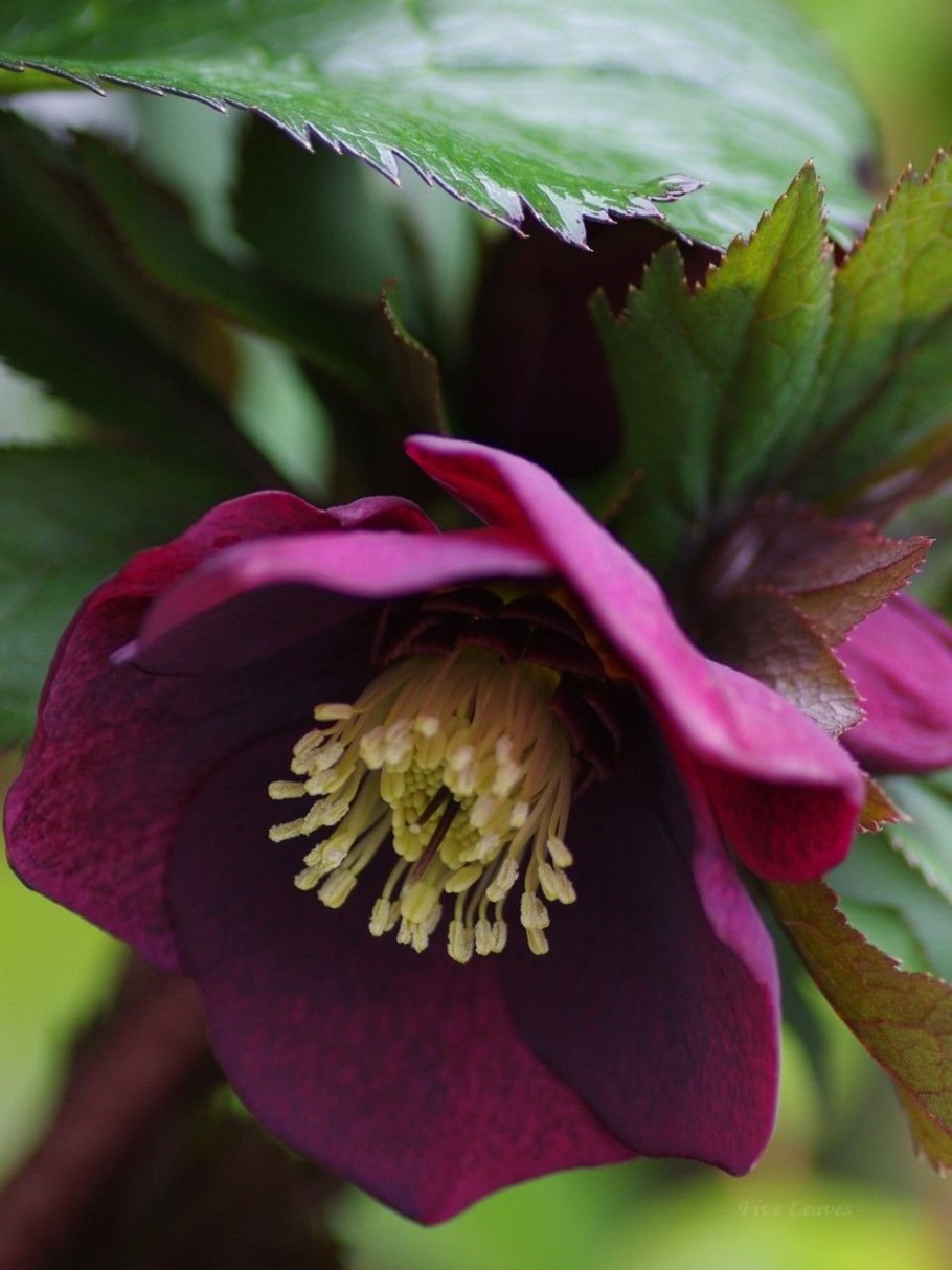 Морозник цветок