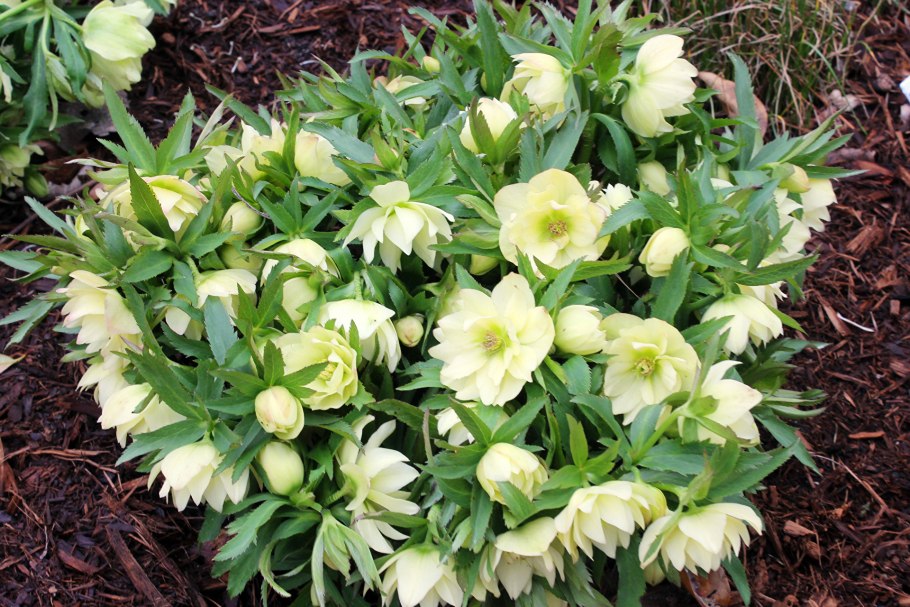 Морозник Восточный Голден Дискавери