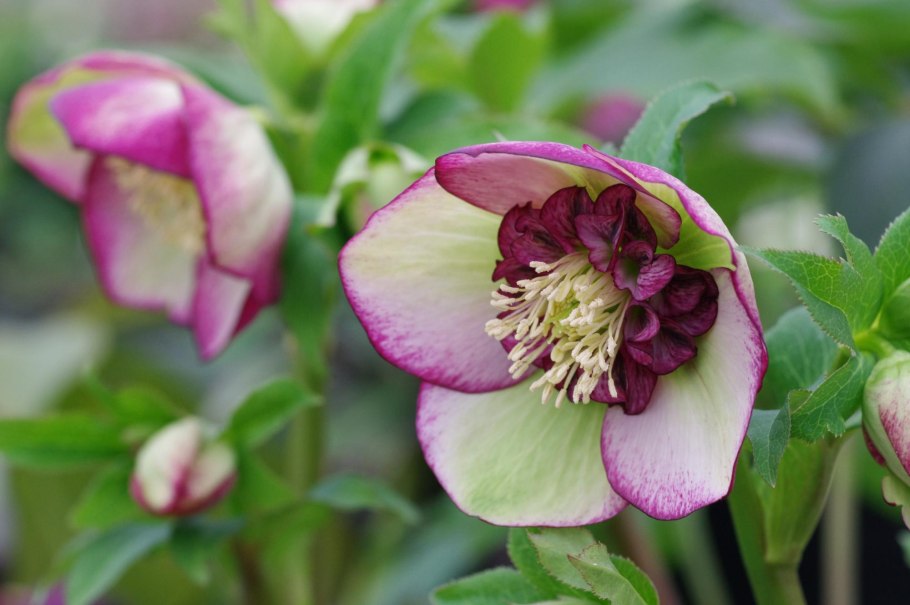 Морозник Восточный