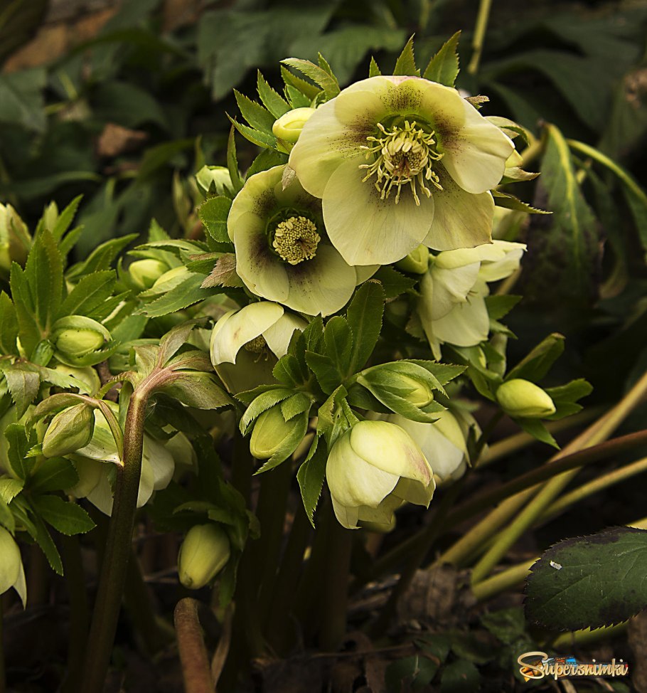 Морозник (Helleborus) кавказский