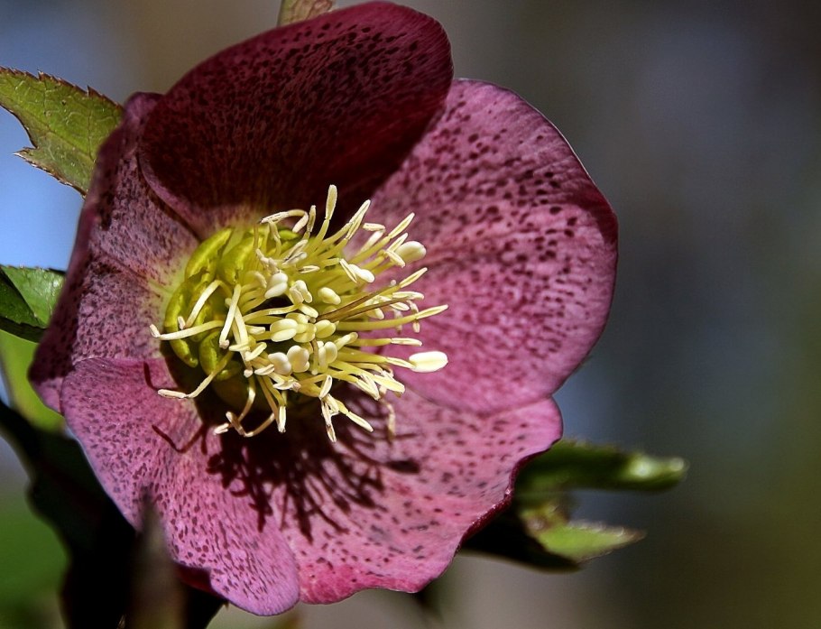 Морозник Восточный (сорт ,Red spotted,)