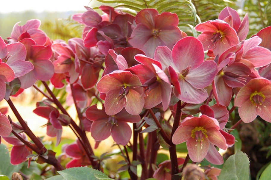 Хелеборус цветок