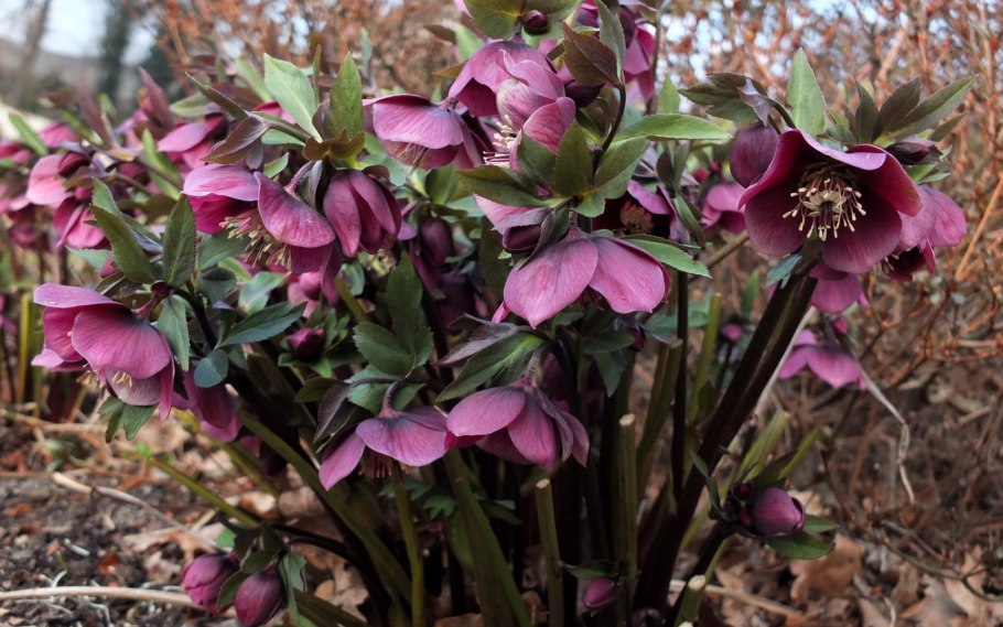 Морозник Helleborus PURPURASCENS