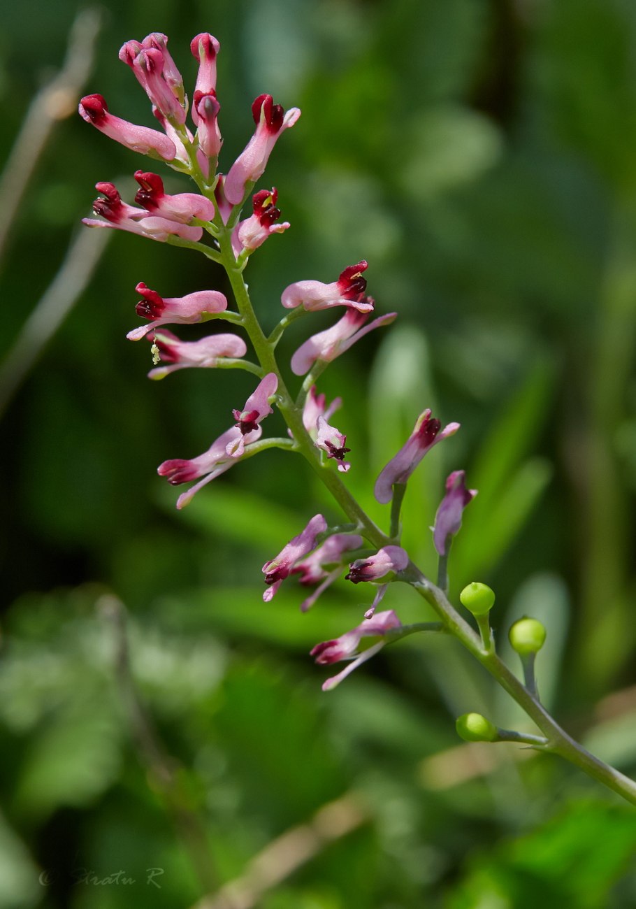 Дымянка лекарственная fumária officinális