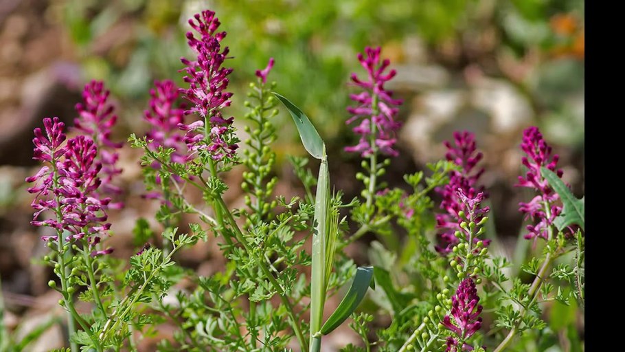 Дымянка аптечная сорняк