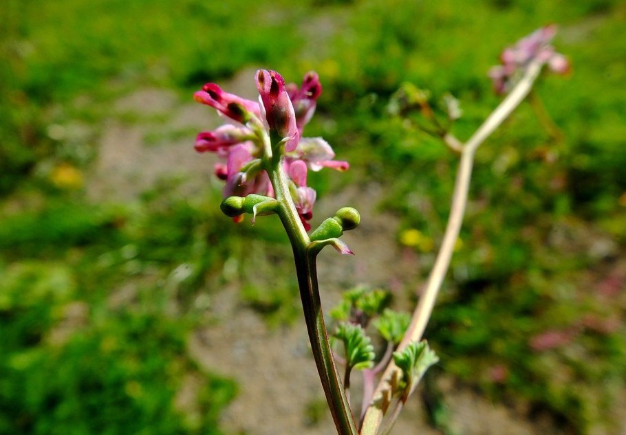 Гомеопатия fumaria officinalis