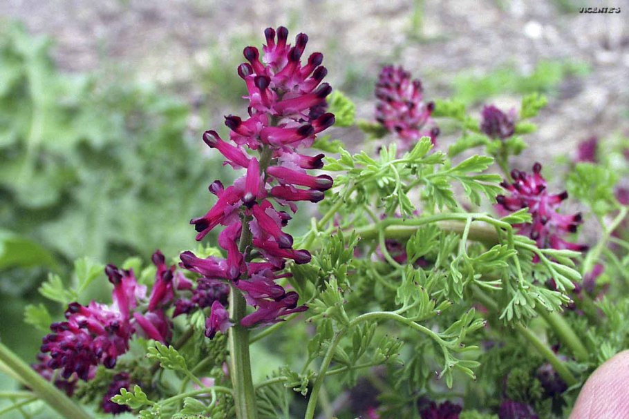 Дымянка лекарственная (fumaria officinalis)