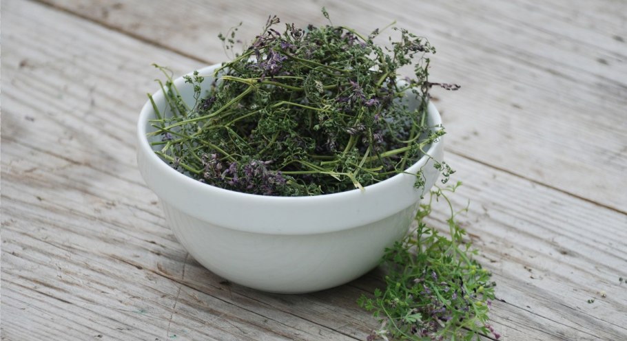 Дымянка луковичная