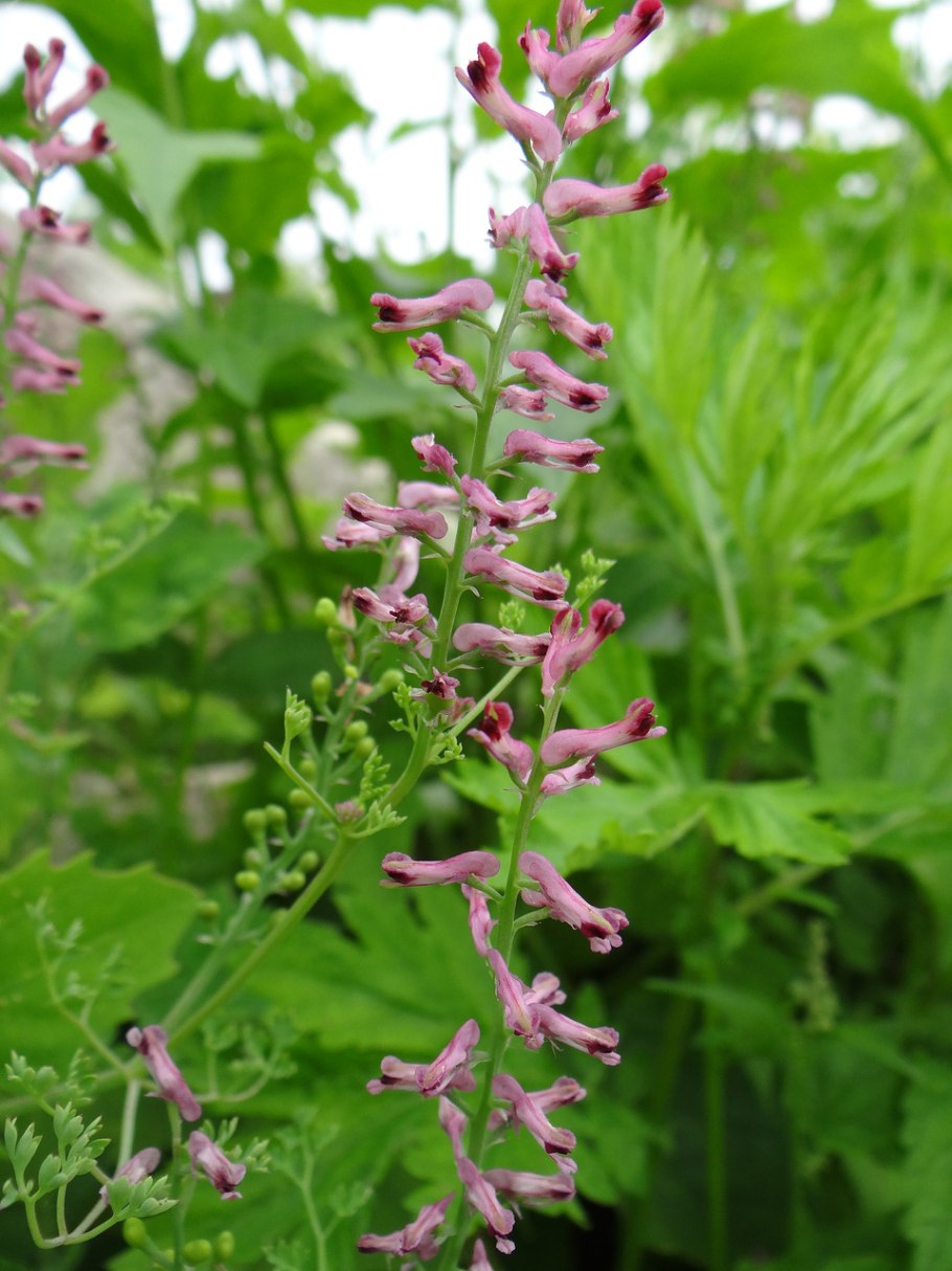 Дымянка аптечная (fumaria officinalis)