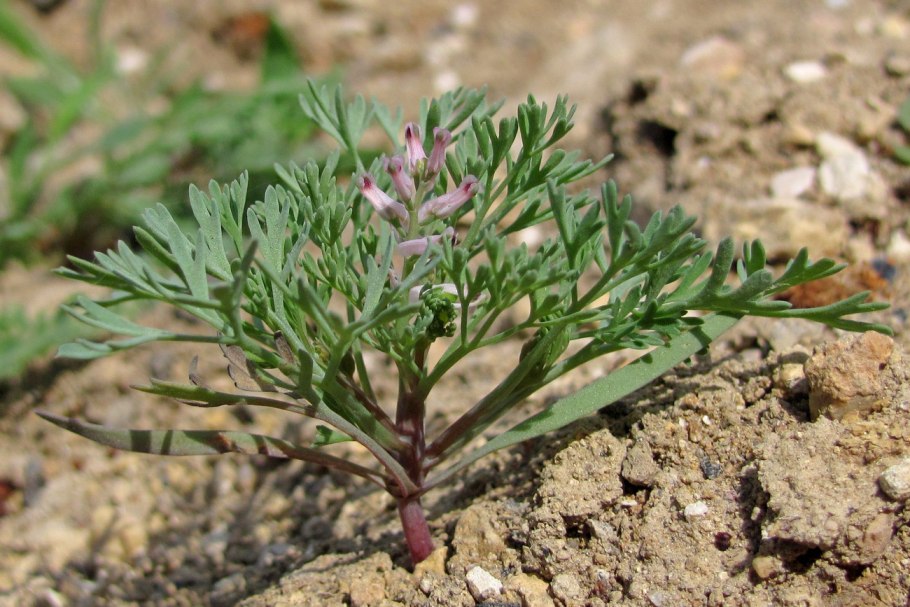 Дымянка лекарственная fumaria officinalis