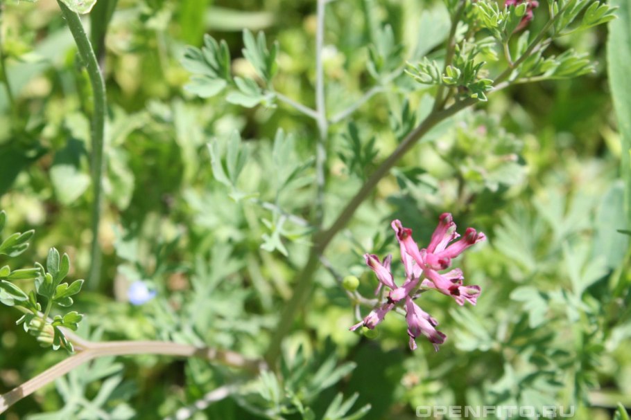 Дымянка Шлейхера