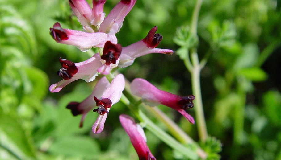 Дымянка лекарственная всходы