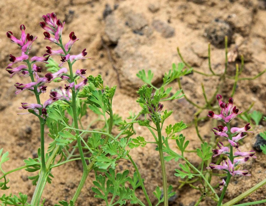 Дымянка аптечная (fumaria officinalis)