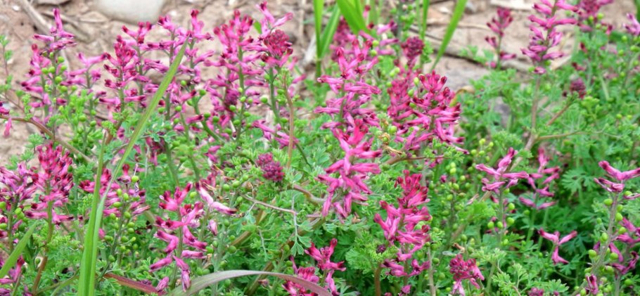 Дымянка аптечная всходы