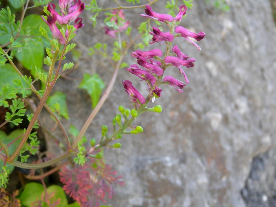 Дымянка сорняк