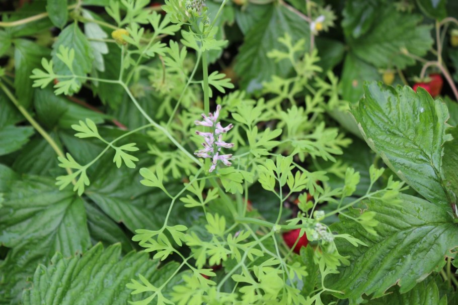 Дымянка аптечная fumaria officinalis
