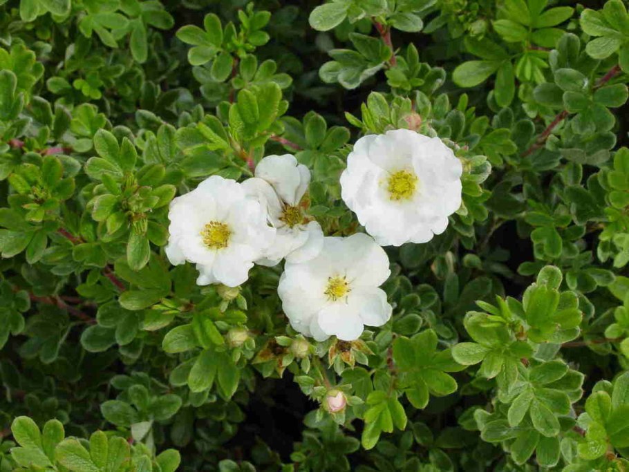 Лапчатка кустарниковая Абботсвуд