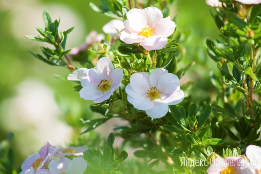 Лапчатка белая Альба