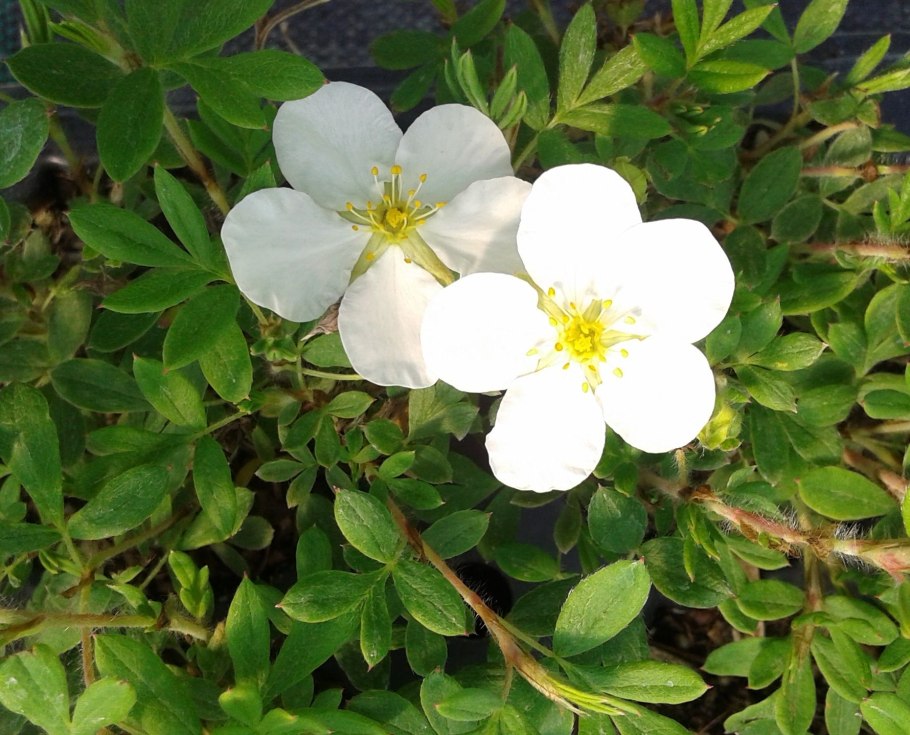 Лапчатка кустарниковая Маунт Эверест