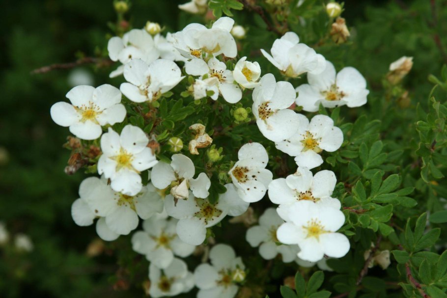 Лапчатка белая Potentilla Alba